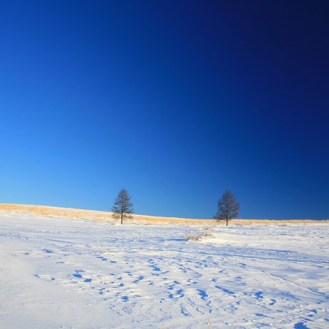 雪原に立つ樹-2