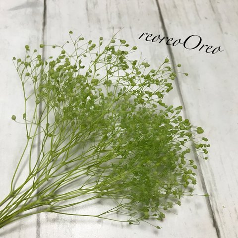 蕾かすみ草 エンジェルグリーン