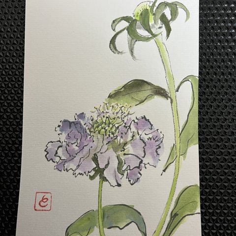 『絵手紙』季節の植物（松虫草・スカビオサ②）