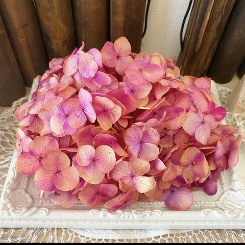 とにかく綺麗❣️珍色アンナアジサイバイカラー小分け❣️ハンドメイド花材プリザーブドフラワー