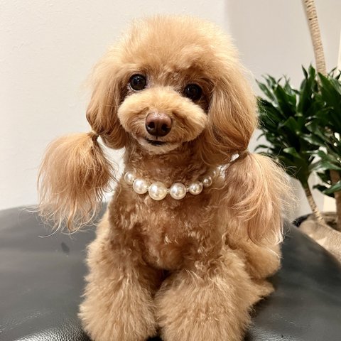 【ペット用アクセサリー】☆キラキラシルバー☆ビッグパールネックレス　サイズオーダー可能　犬　猫　ペットネックレス　シルバー　ゴールド　トレンド　結婚式や撮影会にいかがですか？　XXS〜Lサイズ選べます