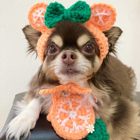 犬用＆猫用 オレンジくまさん帽子🍊夏みかん被り物
