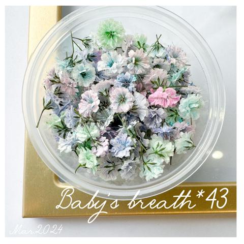 baby’s breath*43