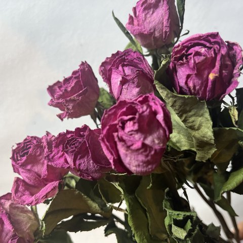 ドライフラワー　花材　素材　薔薇🌹5本セット