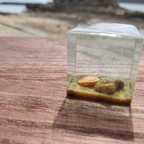 小さな西の海　キューブ　ヒオウギ貝1