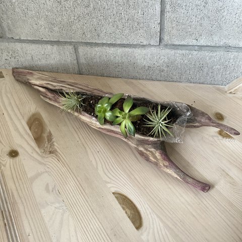 ⁂流木プランター⁂アク抜き済み 多肉植物DIY  エアープランツ