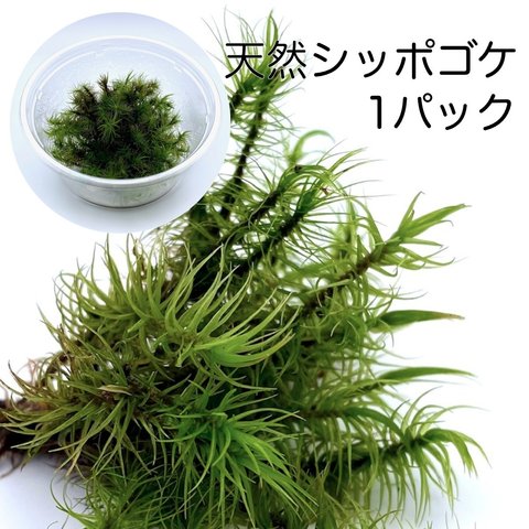 天然苔1パック(130×59ｍｍ) シッポゴケ 園芸 盆栽 観葉植物 インテリア雑貨 母の日ギフト 苔テラリウム　