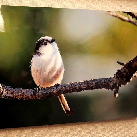 A３サイズの野鳥写真パネルその４