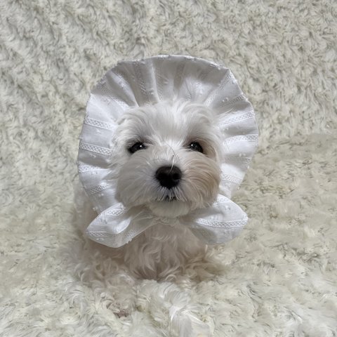 犬の　ぼうしみたいなスヌード👒　白🤍