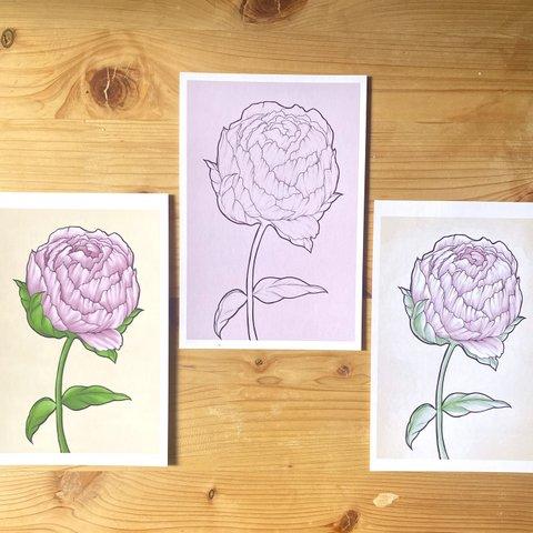 Peony Postcard Set  牡丹はがきセット