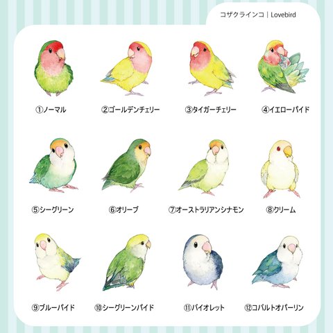 コザクラインコの防水ステッカー｜ミニサイズ