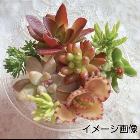 お得！多肉植物 おまかせ詰め合わせ