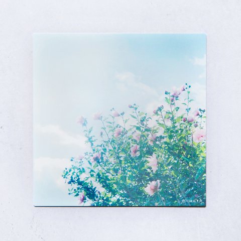 ムクゲ 3枚セット（野花のしかくいポストカード）木槿・写真・正方形・メッセージカード