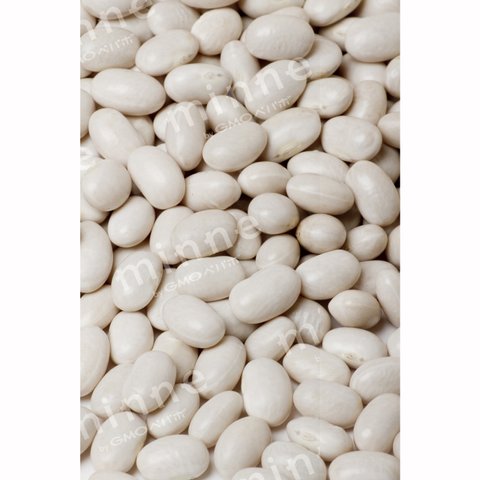 白いんげん豆