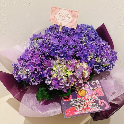 【珍しい品種です！】紫陽花💜スーパーカーリー