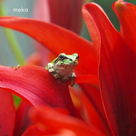 僕の好きな色～写真