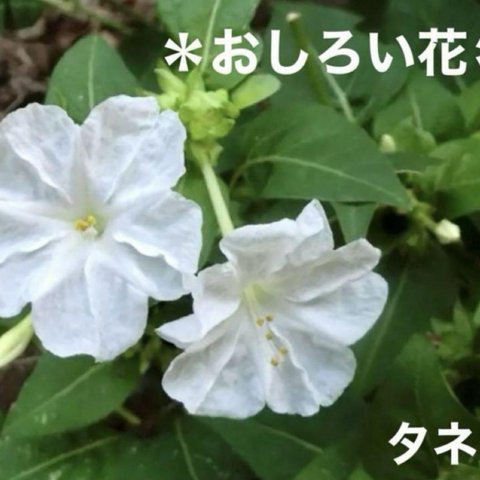 純白のお花で良い香り・おしろい花・種・20粒