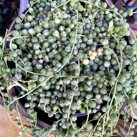 希少超特大‼️斑入りグリーンネックレス　根付き　多肉植物