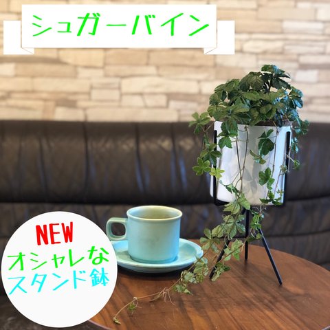 シュガーバイン　オシャレなスタンド鉢　観葉植物