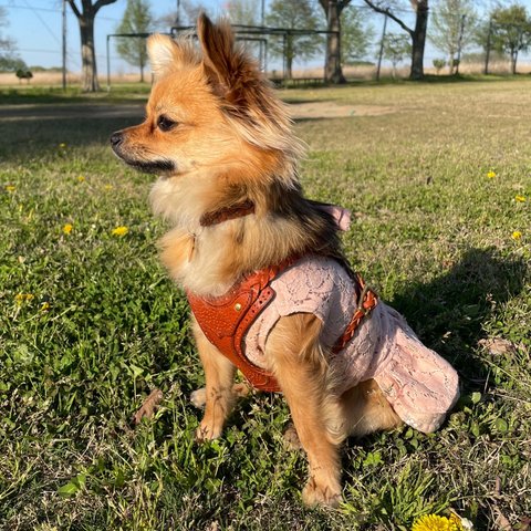 本革　小型犬用　レザーハーネス