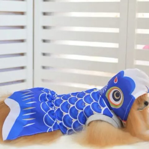 Lサイズ♡ブルー【鯉のぼり🎏犬】コスプレ犬☆こどもの日🎏ハロウィン🎃