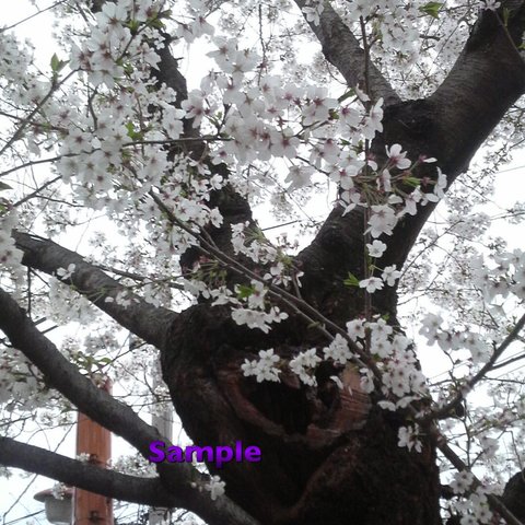 55 京の桜  白川沿い