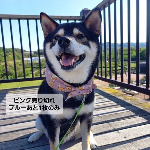 たっちの柴犬柄ブルーむちうちバンダナ　保冷剤4つ付き