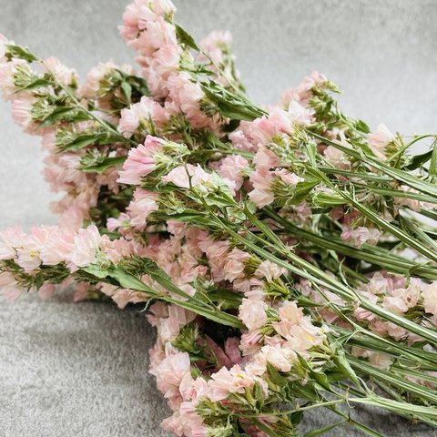  【何点買っても送料800円対象】北海道のお花屋さんが作るドライフラワーシリーズ　スターチス桃色5本　手作り素材としていかがでしょうか