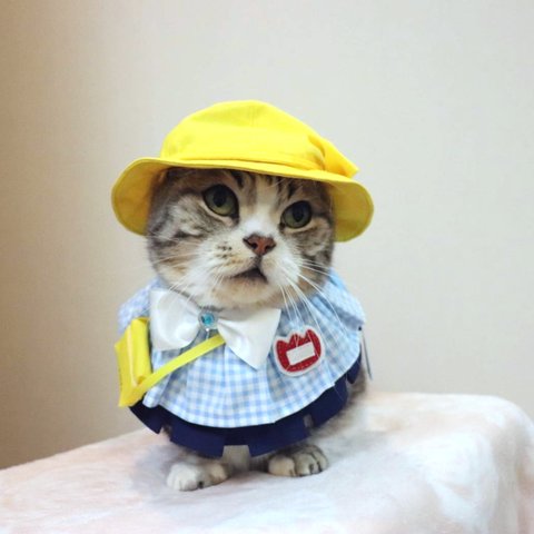 猫服ケープセット　幼稚園（ブルー）