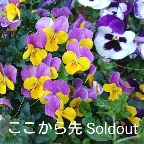 ここから先はSoldoutです