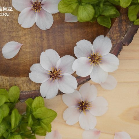 さくら咲く　ふんわりお色のピアス/イヤリング　桜　和　ノンホールピアス コーラルピンク 伝統工芸