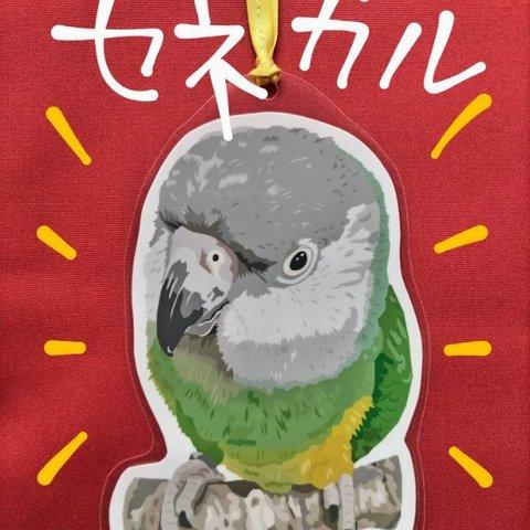 しおり【大】／ネズミガシラハネナガインコ３