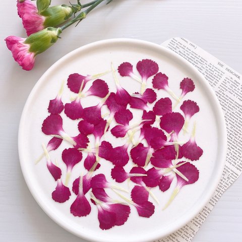 【押し花素材】カーネーションの花びら　濃いピンク