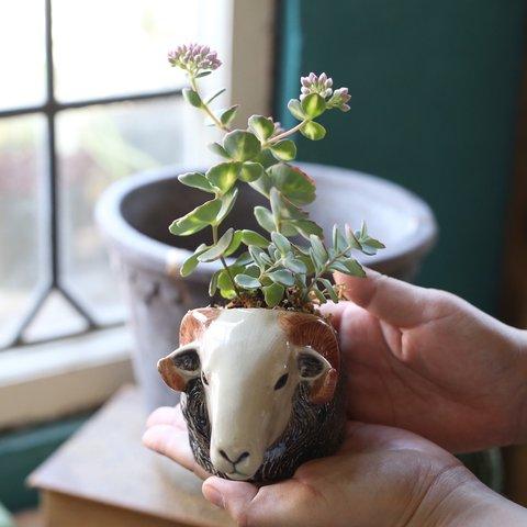 送料無料！【１点もの】ヤギさんの華やか多肉植物植え（福岡発送）