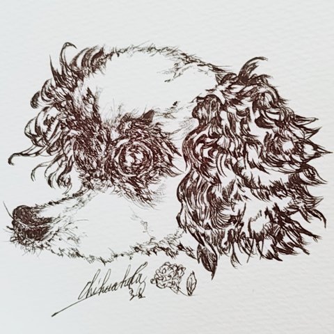 犬の絵　チワワ