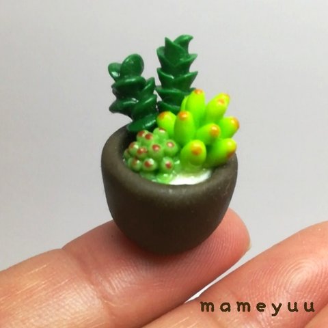 ミニチュア多肉植物の寄せ植え 1-8