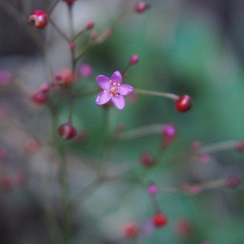 3枚セット 花　ピンク２