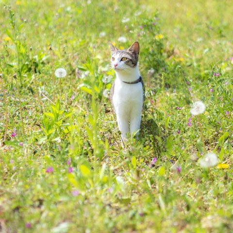 春の猫