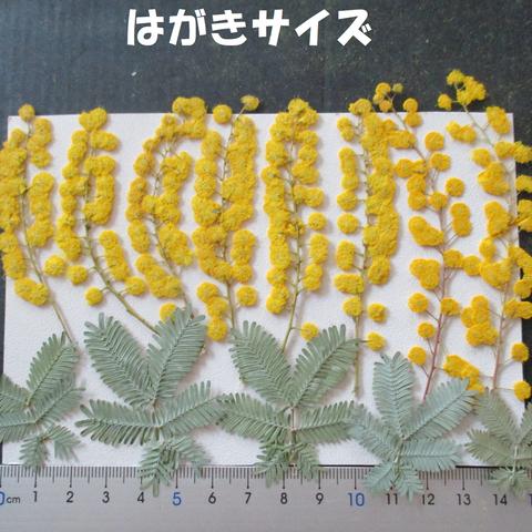 押し花　素材　花いろいろ(ミモザ)(１３枚)　８６０