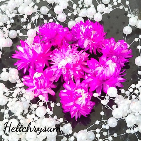 ピンク＆ピンク　ヘリクリサム　プリザーブドフラワー　加工花材　花材