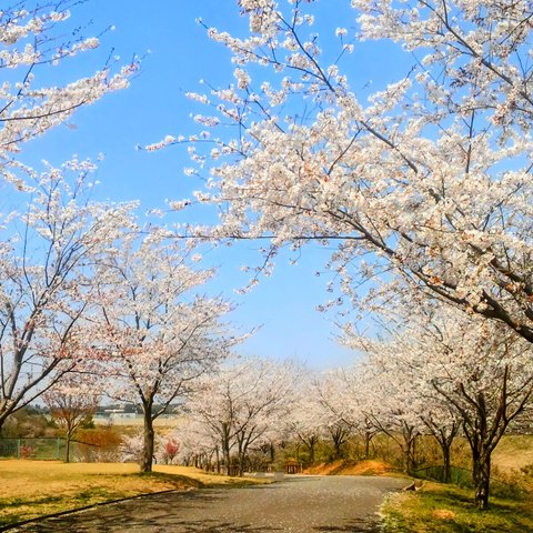 桜並木