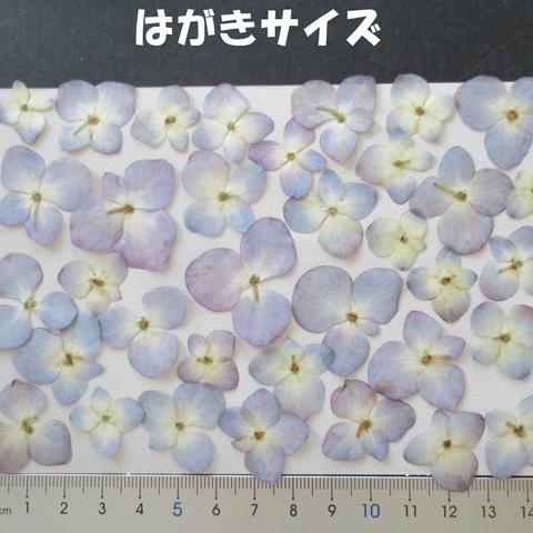 押し花　素材　花いろいろ(あじさい)(３５枚)　６８７