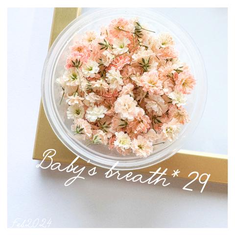 baby’s breath*29