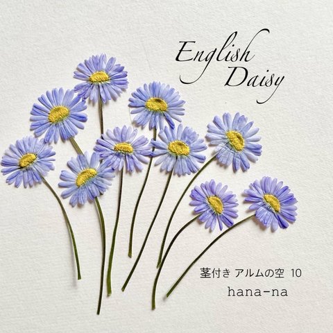 🎵English  Daisy "アルムの空" 茎付き10 ＊ 押し花