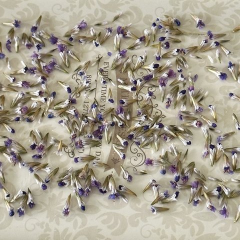 綺麗色新品種ブルファンパーツ小分け❣️ハンドメイド花材ドライフラワー