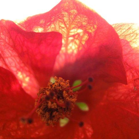 3枚セット 透かし花の写真たち　赤