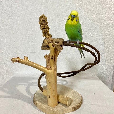 自然木（ツタ）のミニ卓上パーチ【文鳥・セキセイインコ・コザクラインコ】カクタスボーン・鳥豆堂