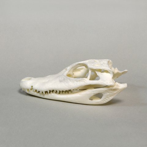 頭骨の複製　ワニ