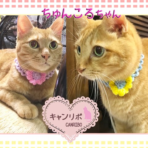 猫ちゃんのお写真🌷ちゅんころ様