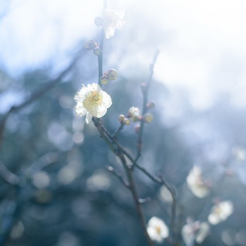 写真のある豊かな暮らし【白い梅花】